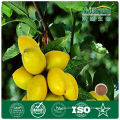 ISO,HACCP,Kosher,GMP Oliver Leaf Extract/Olea europaea L